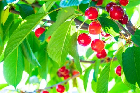 Cerises rouges sur l'arbre