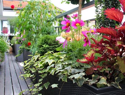 Plantes en pot regroupées sur un balcon ombragé