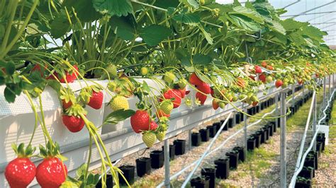 Schéma détaillé de la culture hors-sol des fraises avec sacs de tourbe et irrigation goutte-à-goutte