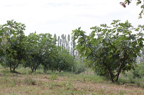 Verger de figuiers au Maroc