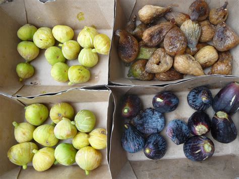 Différentes variétés de figues