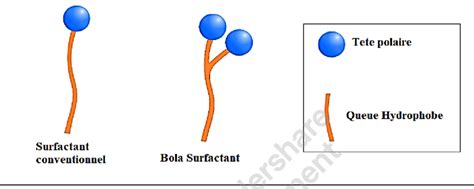 Schéma illustrant la différence entre la structure naturelle d'une pelouse et l'alignement contrôlé d'un gazon