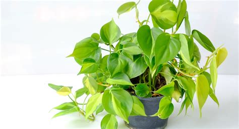 Plante d'intérieur Philodendron
