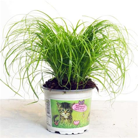 Herbe à chat en pot