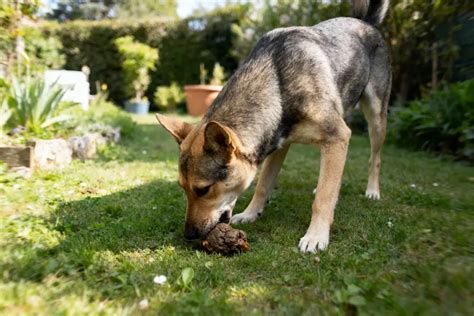 Chien reniflant une pelouse