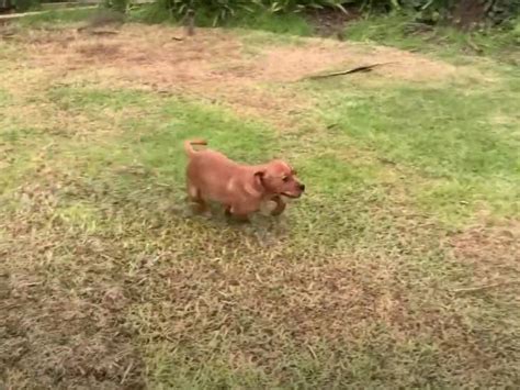 Chiot jouant dans un jardin