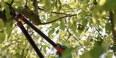 schéma des différents types de taille d'arbres