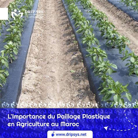 Infographie montrant la comparaison entre un paillage plastique classique et un paillage en chanvre : dégradation, apport en humus et impact environnemental