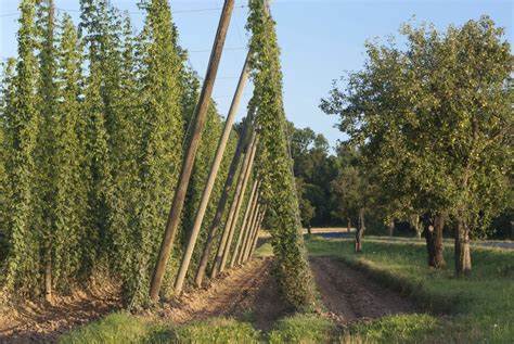 Plant de houblon grimpant sur sa structure