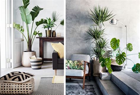 Grande plante d'intérieur dans un salon moderne