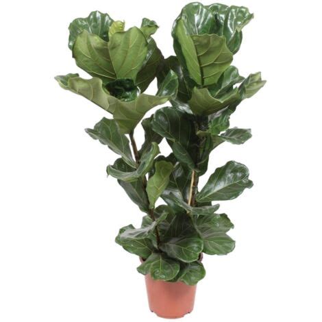 Ficus lyrata dans un intérieur lumineux
