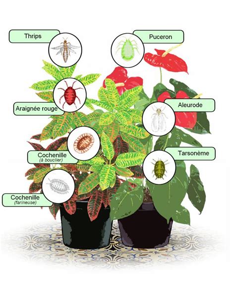 Infographie des parasites des plantes d'intérieur