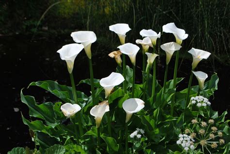 Zantedeschia aethiopica en pleine floraison