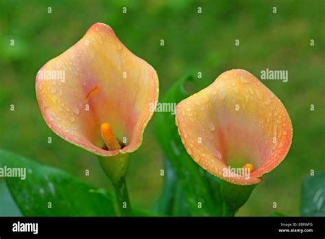 Zantedeschia aethiopica en fleur dans un jardin