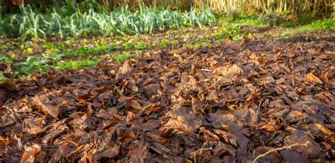 Paillage protecteur au pied d'un arum en hiver