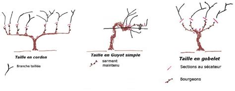 démonstration visuelle de la taille courte sur une branche de vigne