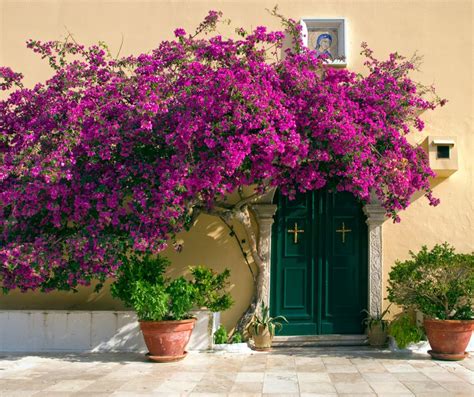 Mur de bougainvillées fleuries de couleurs vives