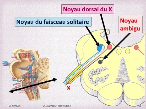 Schéma anatomique illustrant la position du noyau du faisceau solitaire dans le tronc cérébral
