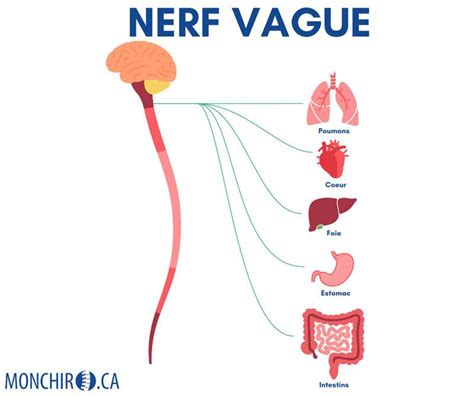 Diagramme représentant les connexions du nerf vague vers le noyau du faisceau solitaire