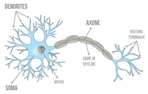 Image microscopique illustrant les neurones du tronc cérébral