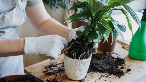 infographie sur les étapes de rempotage d'une plante d'intérieur