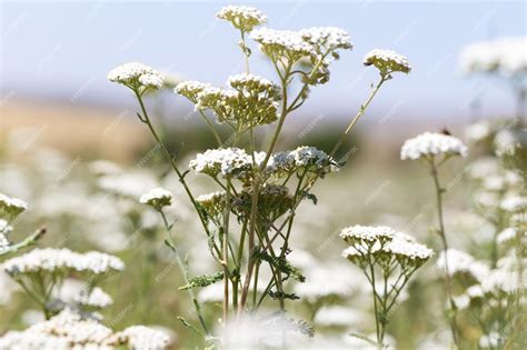 Achillée millefeuille en fleur