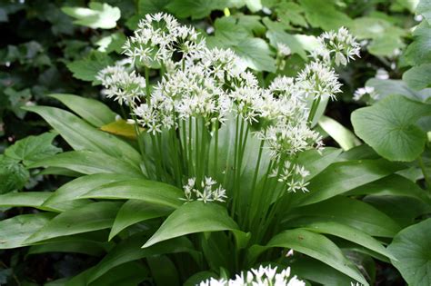 Feuilles et fleurs d'Ail des ours