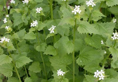 Fleurs et feuilles d'Alliaire officinale