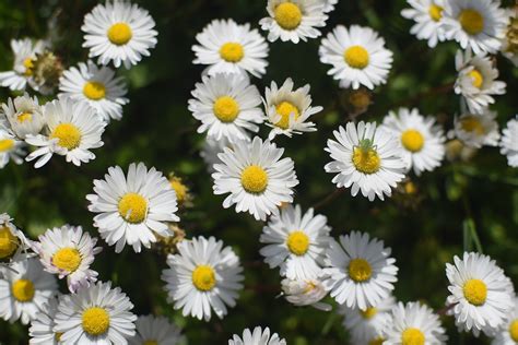 Pâquerette en gros plan
