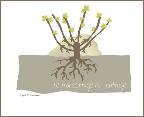 Illustration du marcottage en cépée