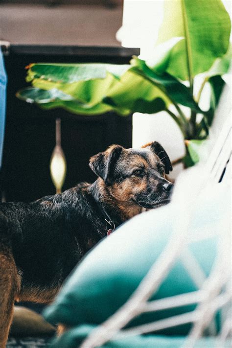 Chien regardant une plante