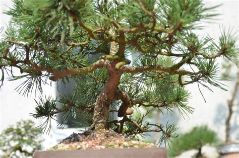 Pin Mugo en bonsai