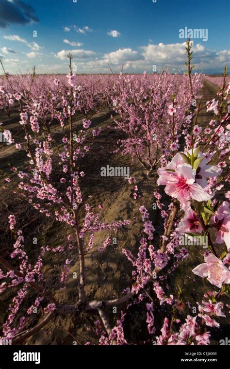 Verger traditionnel de pruniers en pleine floraison printanière