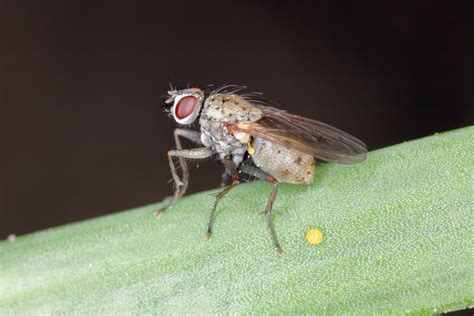 Illustration de différentes mouches nuisibles (mouche de l'oignon, mouche de la carotte, mouche des narcisses)