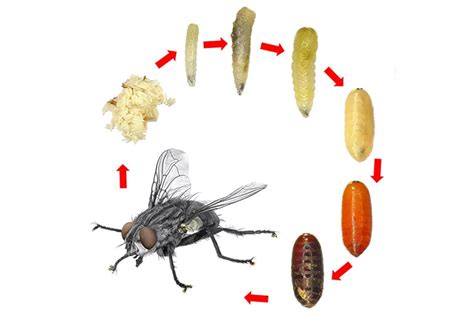 Diagramme du cycle de vie des mouches