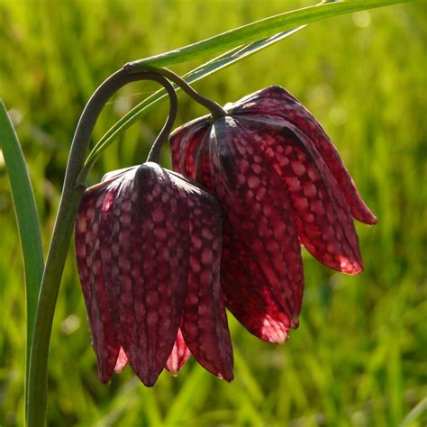fritillaire pintade dans son milieu naturel