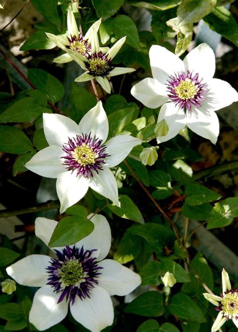 Obélisque fleuri de clématites