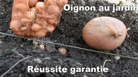 Planter ail et oignons dans un potager en automne
