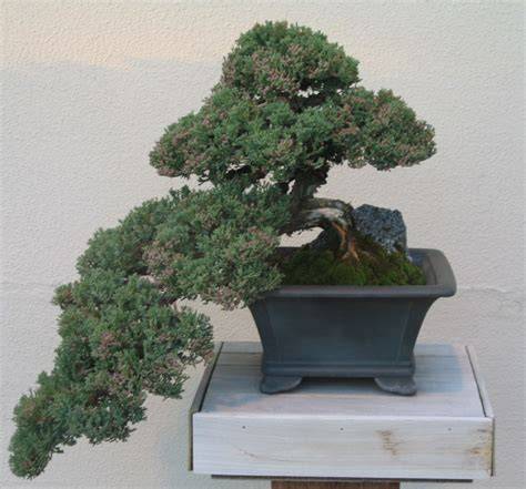 Exemple de Juniperus procumbens avec jin et shari