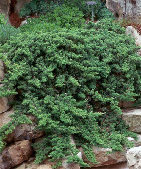 Feuillage juvénile et mature de Juniperus procumbens