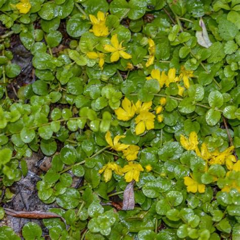 Tapis naturel d'herbe aux écus en sous-bois