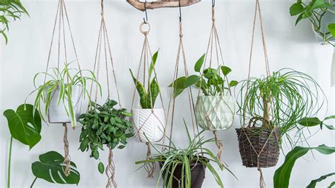 Plantes d'intérieur suspendues et arrosoir
