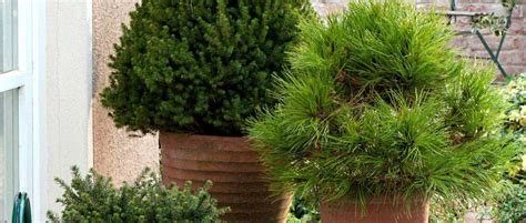Conifère nain en pot sur une terrasse fleurie