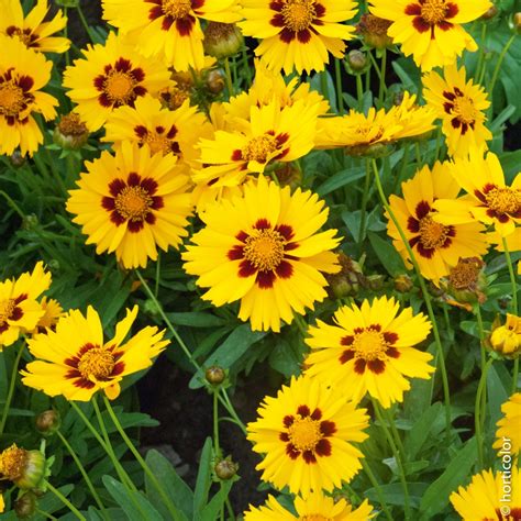 Massif de fleurs vivaces jaunes