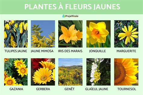 Plantes à fleurs jaunes en situation ombragée