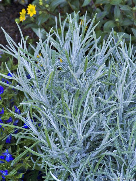 Plantes au feuillage argenté
