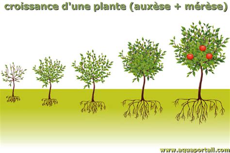 Diagramme comparatif montrant la croissance d'une plante avec et sans support