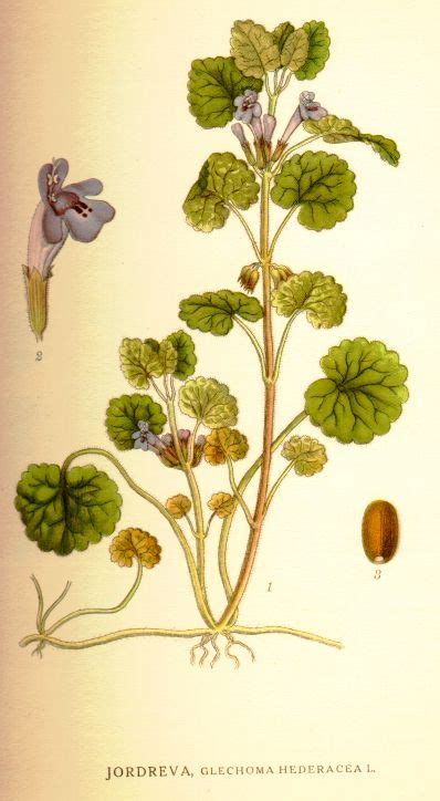 Illustration botanique du Glechoma hederacea montrant ses tiges rampantes, ses feuilles réniformes et ses fleurs mauves caractéristiques