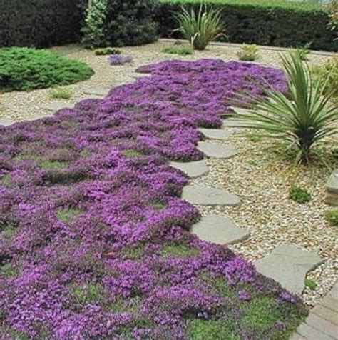 Tapis de Thym serpolet en fleur dans un jardin ensoleillé