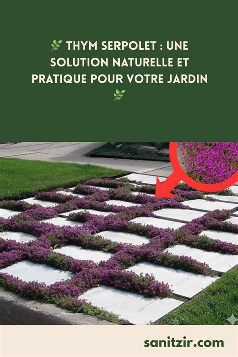 Schéma illustrant l'espacement des plants de thym serpolet
